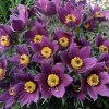 pulsatilla vulgaris violet blue2