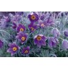 pulsatilla vulgaris violet blue