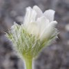 pulsatilla vulgaris alba2