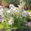 pulsatilla vulgaris alba