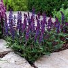 Salvia superba 'Blaukönigin'-Salvia Superba modrá