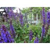 Salvia superba 'Blaukönigin'-Salvia Superba modrá