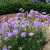 scabiosa columbaria misty butterflies2
