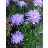 scabiosa columbaria misty butterflies3