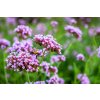 verbena bonariensis lollipop3