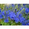 Veronica austriaca Royal Blue