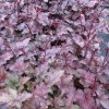 heuchera palace purple4