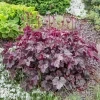 Heucheramicrantha PalacePurple 1 37141ef1 1915 4d5a a59c d5f7d388a894