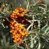 HIPPOPHAE rhamnoides Hergo femelle