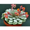 Echeveria globulosa3