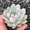Echeveria Parva AUGUST2 scaled