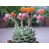 Echeveria Fabiola1 702x527