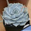 Echeveria lilacina 810