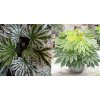 vyr 960FATSIA japonica Spider s Web