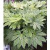 Fatsia japonica ‘Spider’s Web’