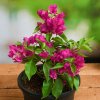 nurserylive g bougainvillea pink plant