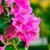 pg bougainvillea glabra pink 800x800