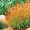 carex testacea prairie fire4