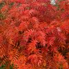 sorbus commixta olympic flame tree p3412 24093 image