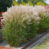 miscanthus sinensis kleine silberspinne