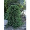 jalowiec plozacy juniperus horizontalis prince of wales f