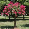 Pnk Velour Crape Myrtle 1 BB 1024x1024