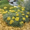 Achillea tomentosa AUREA