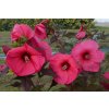 Hibiscus mos Planet Griotte Tangri cu