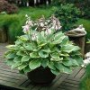 hosta aureomarginata