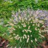 Pennisetum alopecuroides ‘Little Bunny’