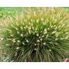 PELB 1w pennisetum little bunny wg.1491324013