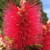 callistemon inferno 9cm p4173 32191 image