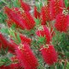 callistemon red clusters bottlebrush shrub 9cm p241 28667 image