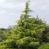 Cedrus deodara aurea