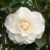 Camellia japonica mix farieb 70-100cm