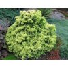Cryptomeria japonica Green Pearl2
