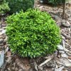 Cryptomeria japonica Green Pearl4