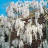 wisteria sinensis alba