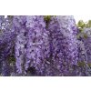 Wisteria sinensis