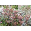 Sedum Matrona (4)