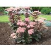 sedum matron