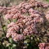 Sedum ´Matrona´