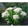 sedum spectabile iceberg3