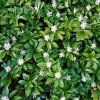 Pachysandra terminalis