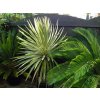 Cordyline australis Torbay Dazzler2