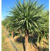 Cordyline australis young adult plants