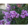 32489710 lagerstroemia indica purple cultivar with purple flowers small tree with obovate flowers in broad pa