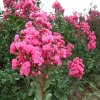 Lagerstroemia Pink Velour 1 1080 1080 60