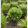 chamaerops humilis vulcano 3