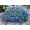 lithodora diffusa heavenly blue2